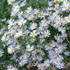 Boltonia Asteroides